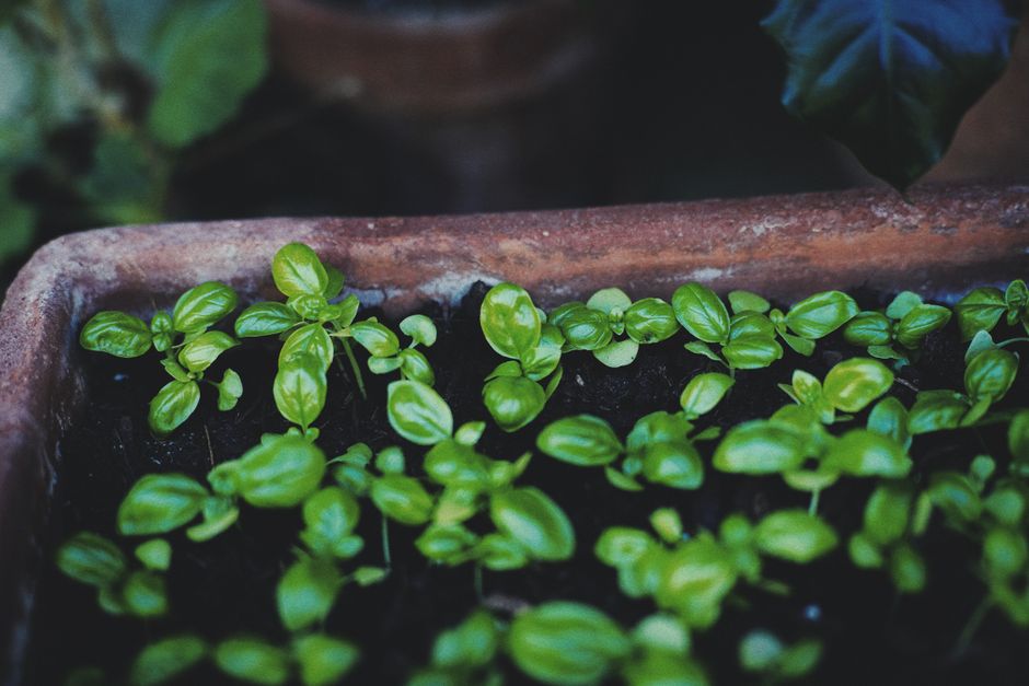 Smart Indoor Gardens: Grow Your Own Herbs with LED Technology