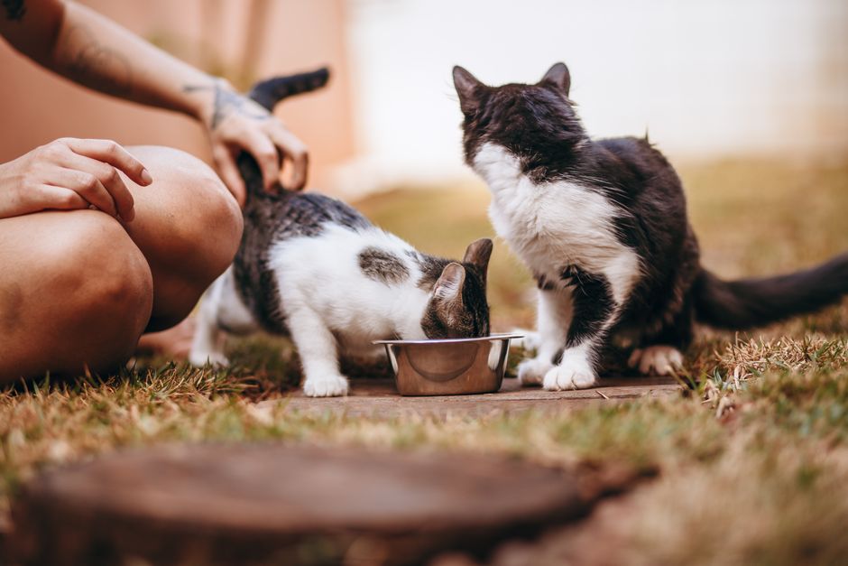 Automatic Pet Feeders: Models with Cameras and Portion Control